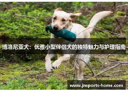 博洛尼亚犬：优雅小型伴侣犬的独特魅力与护理指南